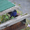 臺灣紫嘯鶇 / Formosan Whistling Thrush
