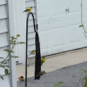 American Goldfinch 