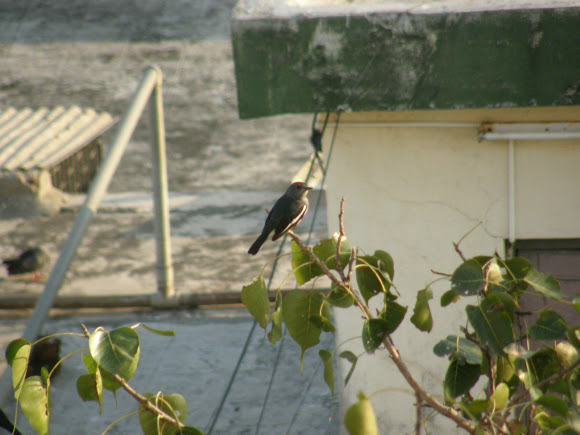 Spotting Image 1