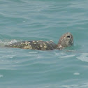 Black Sea Turtle