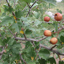 Pilriteiro