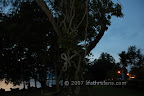 the tree that caught my eye the tree that caught my eye