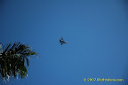 fighter jet