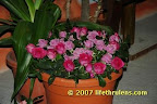 roses from australia roses from australia