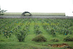 dragon fruit farm