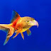 Face Egal body fish