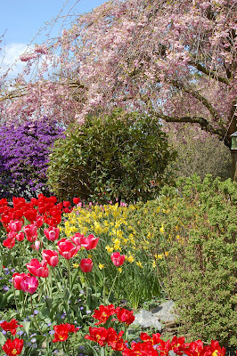 skagit valley tulip festival 2008
