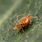 Jerusalem Cricket (Exoskeleton)