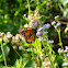 Monarch