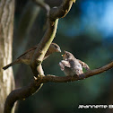 House Sparrow