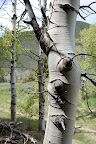 Aspen tree bark detail - near Ketchum, Idaho