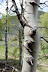 Aspen tree bark detail - near Ketchum, Idaho