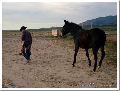 Daisy is pulling back on the halter