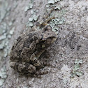 Gray Tree Frog