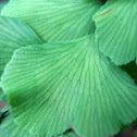 Palito negro, culantrillo (Chilean Maidenhair)