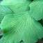 Palito negro, culantrillo (Chilean Maidenhair)