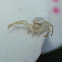 Crab Spider
