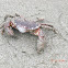 red rock crab