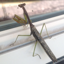 Praying Mantis