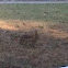Bunny!!!
