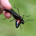 Mountain Katydid