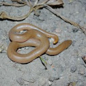 Rubber boa