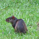 Common Agouti