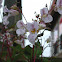 Himalayan Balsam