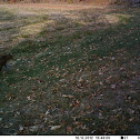 Bobcat