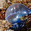 Portuguese Man O War