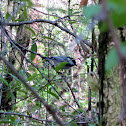 Black-capped Chickadee