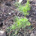 Love in a Mist