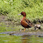 Cinnamon Teal