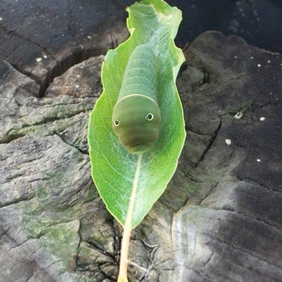Spotting Image 1