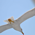 Larus argentatus