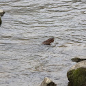 North American Beaver