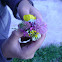 A Bunch of small wild flowers