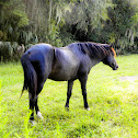 Wild Florida Spanish Horse