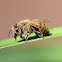 Honey Bee