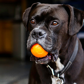 by Jeannette Thalmann-Bendeth - Animals - Dogs Portraits