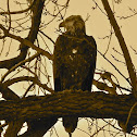 American Bald Eagle