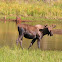 Moose