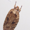 Moth