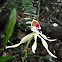 Black Orchid
