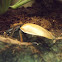Giant Yellow Stag Beetle