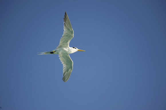Spotting Image 1