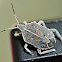 Unidentified shield bug