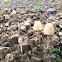 Panaeolus sp.