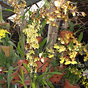 Dancing lady orchid