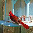 Northern Cardinal